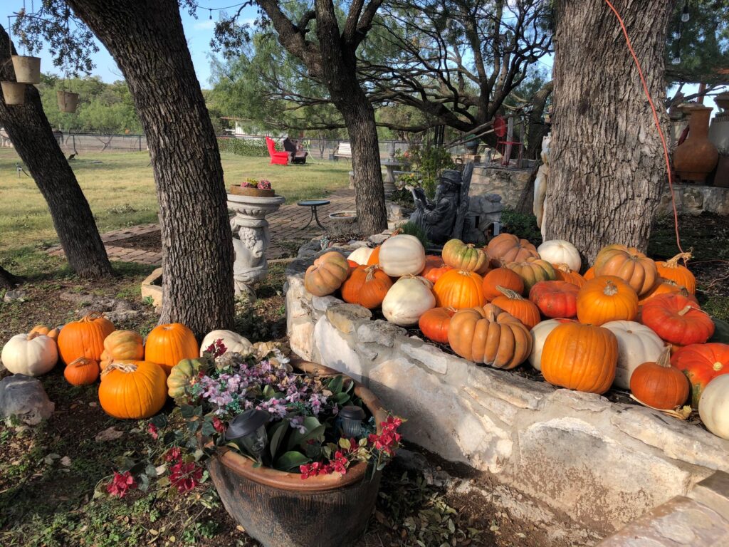 local abilene tx pumpkin patch