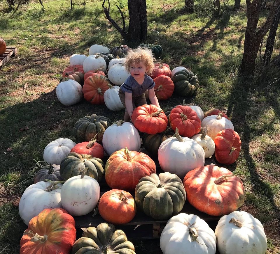 abilene tx pumpkin-patch-adventures